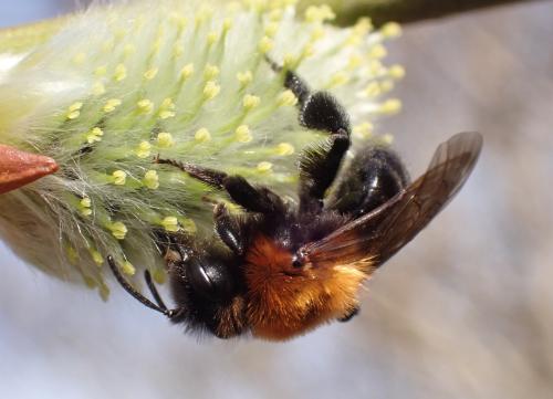 Réf. 319 145 : Andrena thoracica